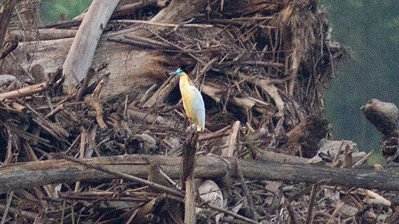 Capped Heron (Pilherodius pileatus)