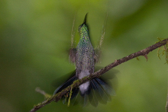 White-vented Plumeleteer (Chalybura buffonii)