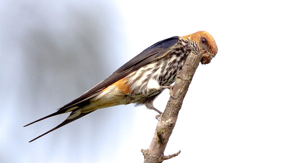 Lesser Striped Swallow (Cecropis abyssinica)