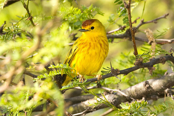 Golden (Yellow) Warbler (Dendroica petechia) male