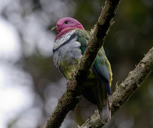 Pink-headed fruit dove (Ptilinopus porphyreus)