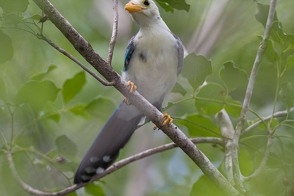 Yucatan Jay (Cyanocorax yucatanicus) juvenile
