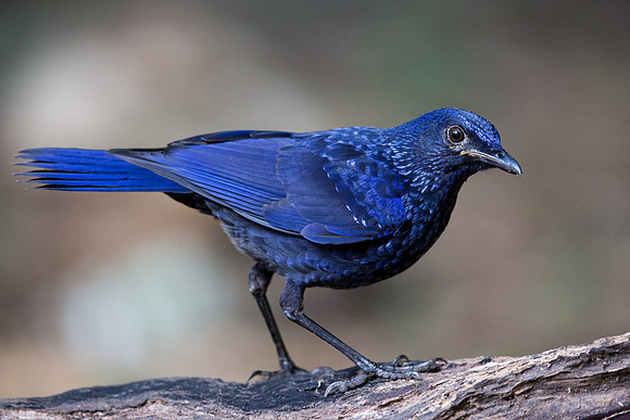 Blue whistling thrush (Myophonus caeruleus)