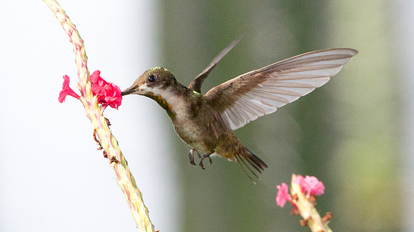 Ruby-topaz Hummingbird (Chrysolampis mosquitus) female