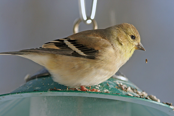American Goldfinch (Carduelis tristis) female