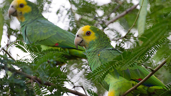 Yellow-shouldered Amazon (Amazona barbadensis)