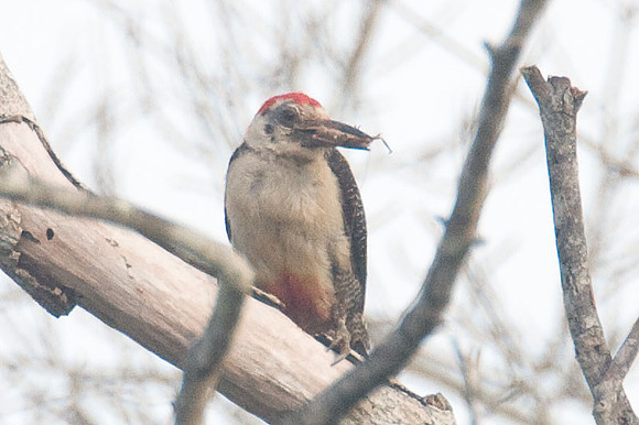 Yucatan Woodpecker (Melanerpes pygmaeus)