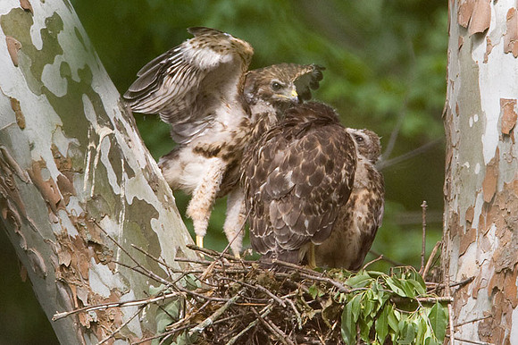 Red-shouldered Hawk (Buteo lineatus) juvenile