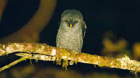 San Isidro "Mystery" Owl