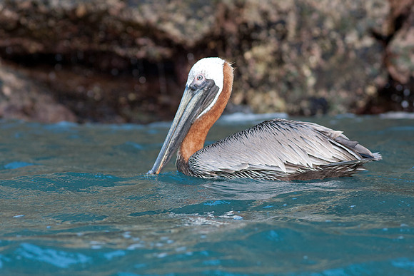 Brown Pelican (Pelecanus occidentalis)