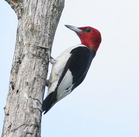 Red-headed Woodpecker (Melanerpes erythrocephalus)