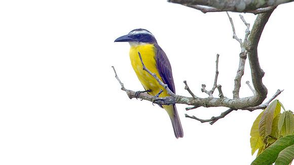 Boat-billed Flycatcher (Megarynchus pitangua)