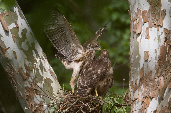 Red-shouldered Hawk (Buteo lineatus) juvenile