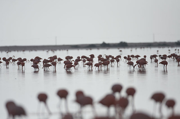 American Flamingo (Phoenicopterus ruber)