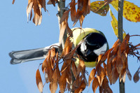 Great Tit (Parus major) male