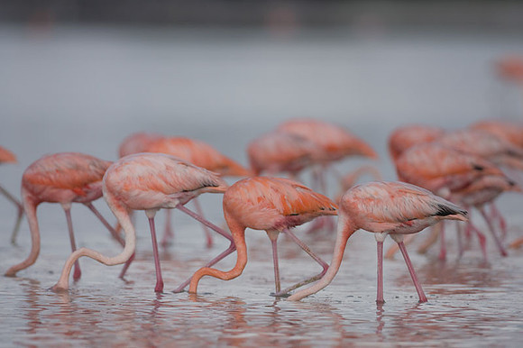 American Flamingo (Phoenicopterus ruber)