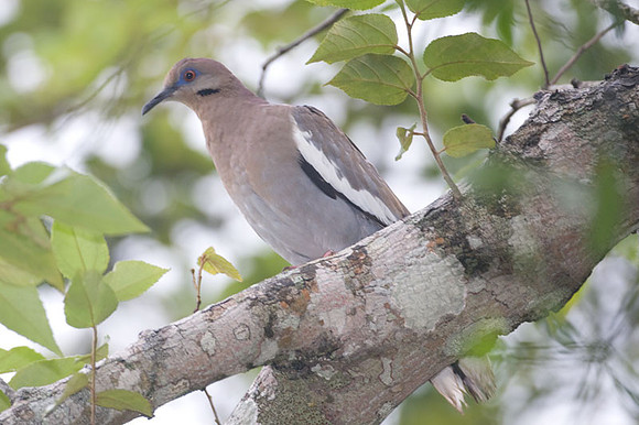 White-winged Dove (Zenaida asiatica)