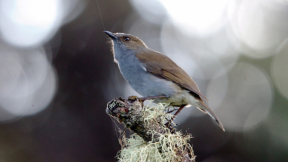 ʻŌmaʻo (Myadestes obscurus)