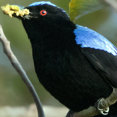 Asian fairy-bluebird (Irena puella) Male