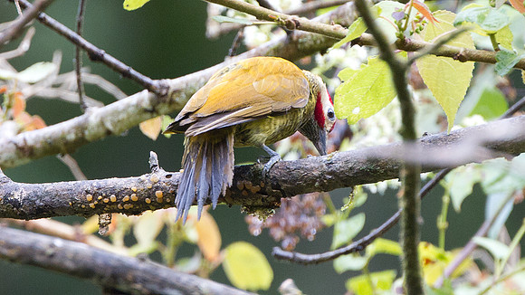 Golden-olive Woodpecker (Colaptes rubiginosus)