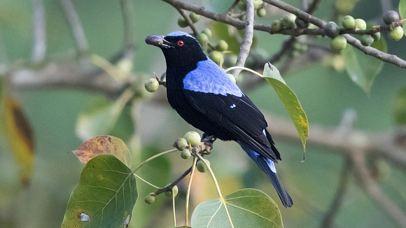 Asian fairy-bluebird (Irena puella) Male