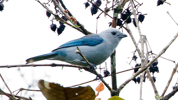 Blue-grey Tanager (Thraupis episcopus)