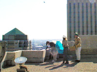 Peregrine Falcon (Falco peregrinus)