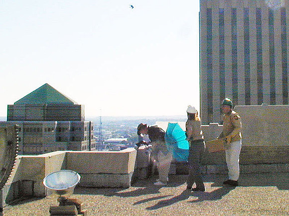 Peregrine Falcon (Falco peregrinus)