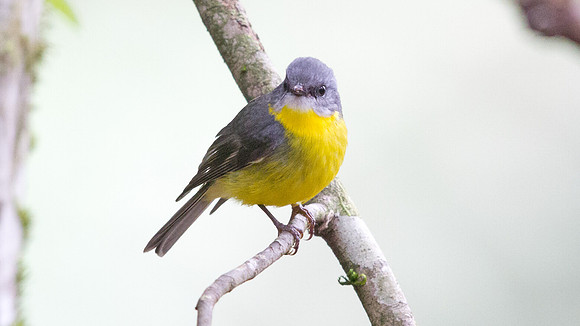 Eastern yellow robin (Eopsaltria australis)