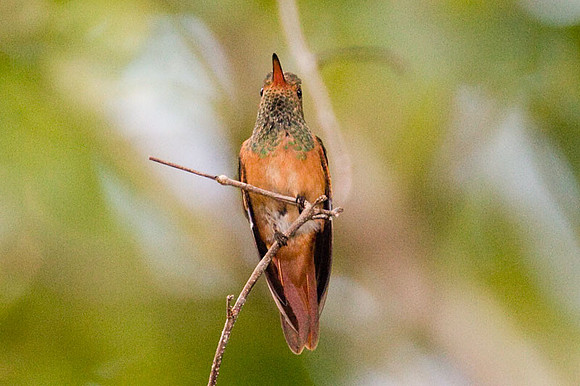 Buff-bellied Hummingbird (Amazilia yucatanensis)