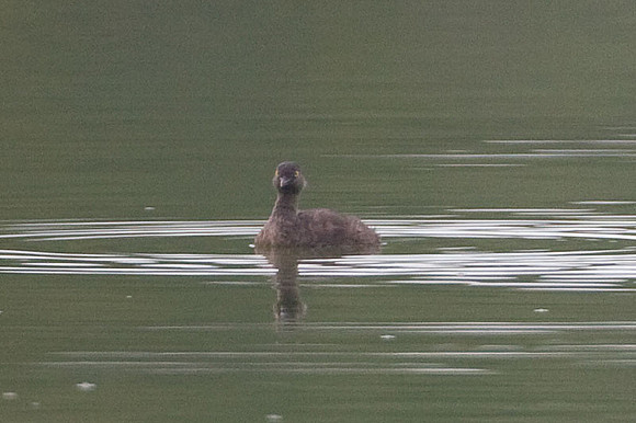 Least Grebe (Tachybaptus dominicus)