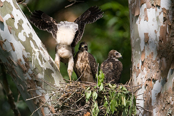 Red-shouldered Hawk (Buteo lineatus) juvenile