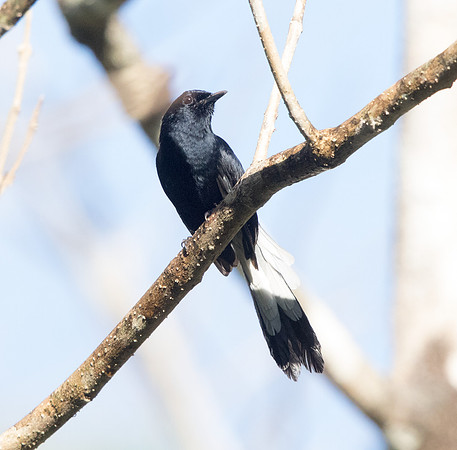 White-vented shama (Copsychus niger)