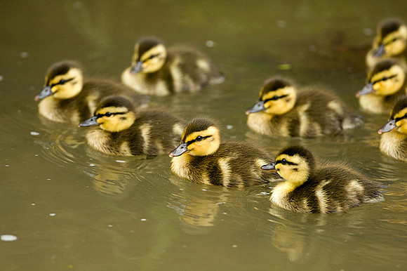 Mallard (Anas platyrhynchos) juvenile
