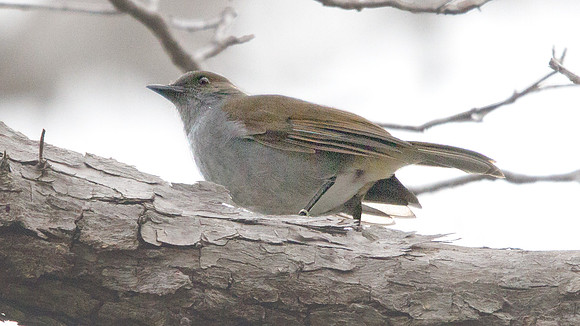 ʻŌmaʻo (Myadestes obscurus)