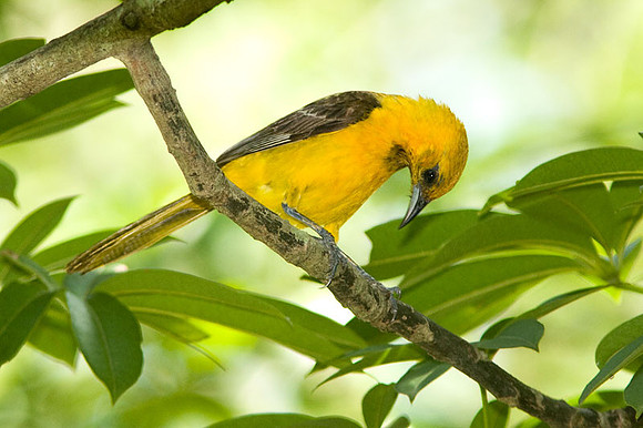 Hooded Oriole (Icterus cucullatus) juvenile male