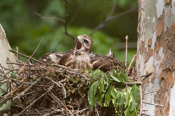 Red-shouldered Hawk (Buteo lineatus) juvenile