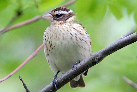 Rose-breasted Grosbeak (Pheucticus ludovicianus) female