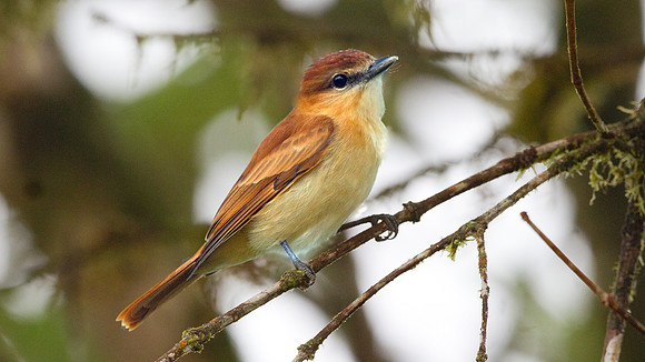 Cinnamon Becard (Pachyramphus cinnamomeus)