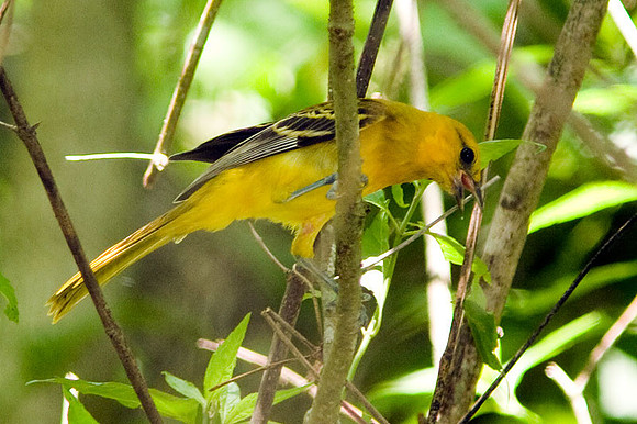 Hooded Oriole (Icterus cucullatus) juvenile female