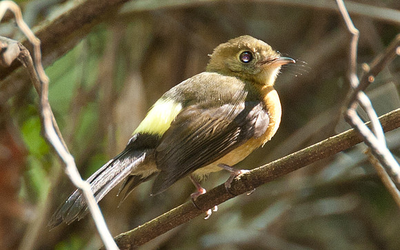 Sulphur-rumped Myiobius (Myiobius sulphureipygius) also known as Sulphur-rumped Flycatcher