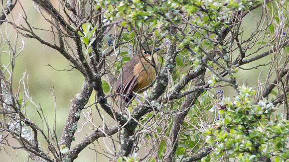 Tawny Antpitta (Grallaria quitensis)