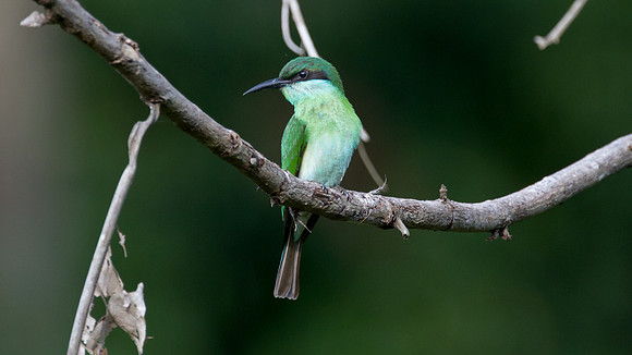 Blue-throated Bee-eater (Merops viridis) juvenile