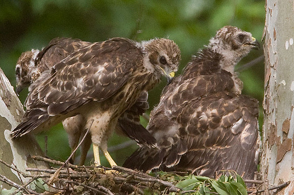 Red-shouldered Hawk (Buteo lineatus) juvenile