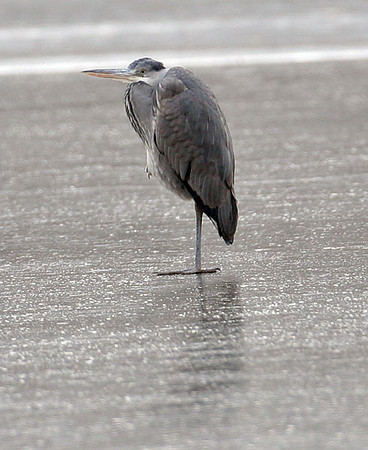 Grey Heron (Ardea cinerea)