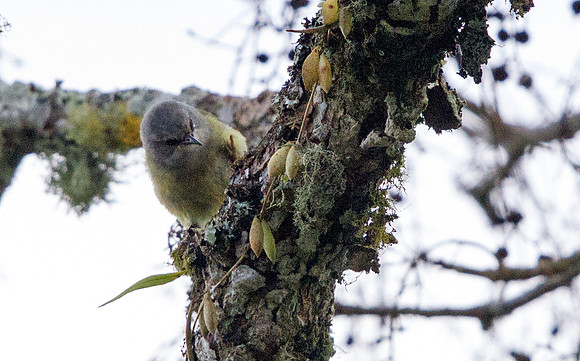 Mees's white-eye (Lophozosterops javanicus)