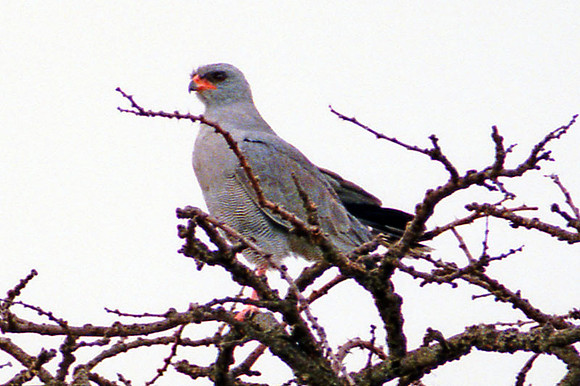 Pale Chanting Goshawk (Melierax canorus)