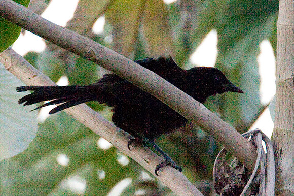 Melodious Blackbird (Dives dives)
