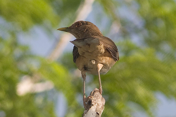 Clay-colored Thrush (Turdus grayi)