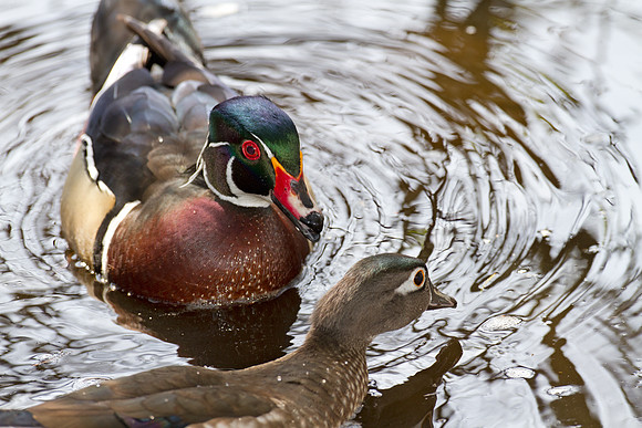 Wood Duck (Aix sponsa) male and female; also known as Carolina Duck